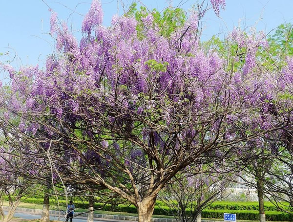 紫藤樹的圖片-形態特征-生長習性-地理分布-主要價值以及植物文化