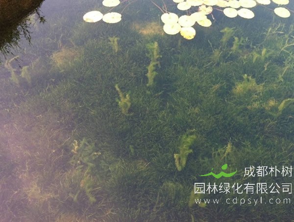 金魚藻