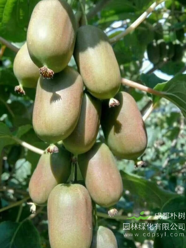 軟棗獼猴桃
