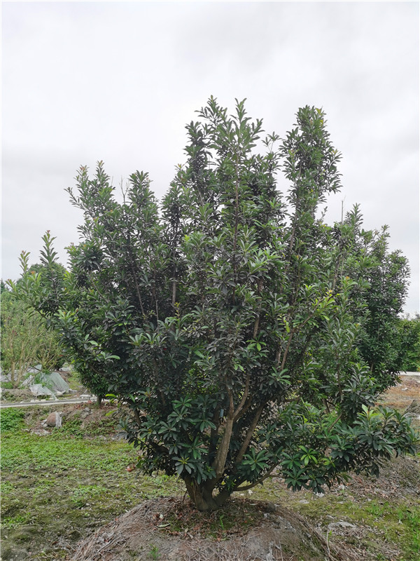 2020年2*2米-5.5*5.5米的楊梅樹價格詳情是怎么樣的？