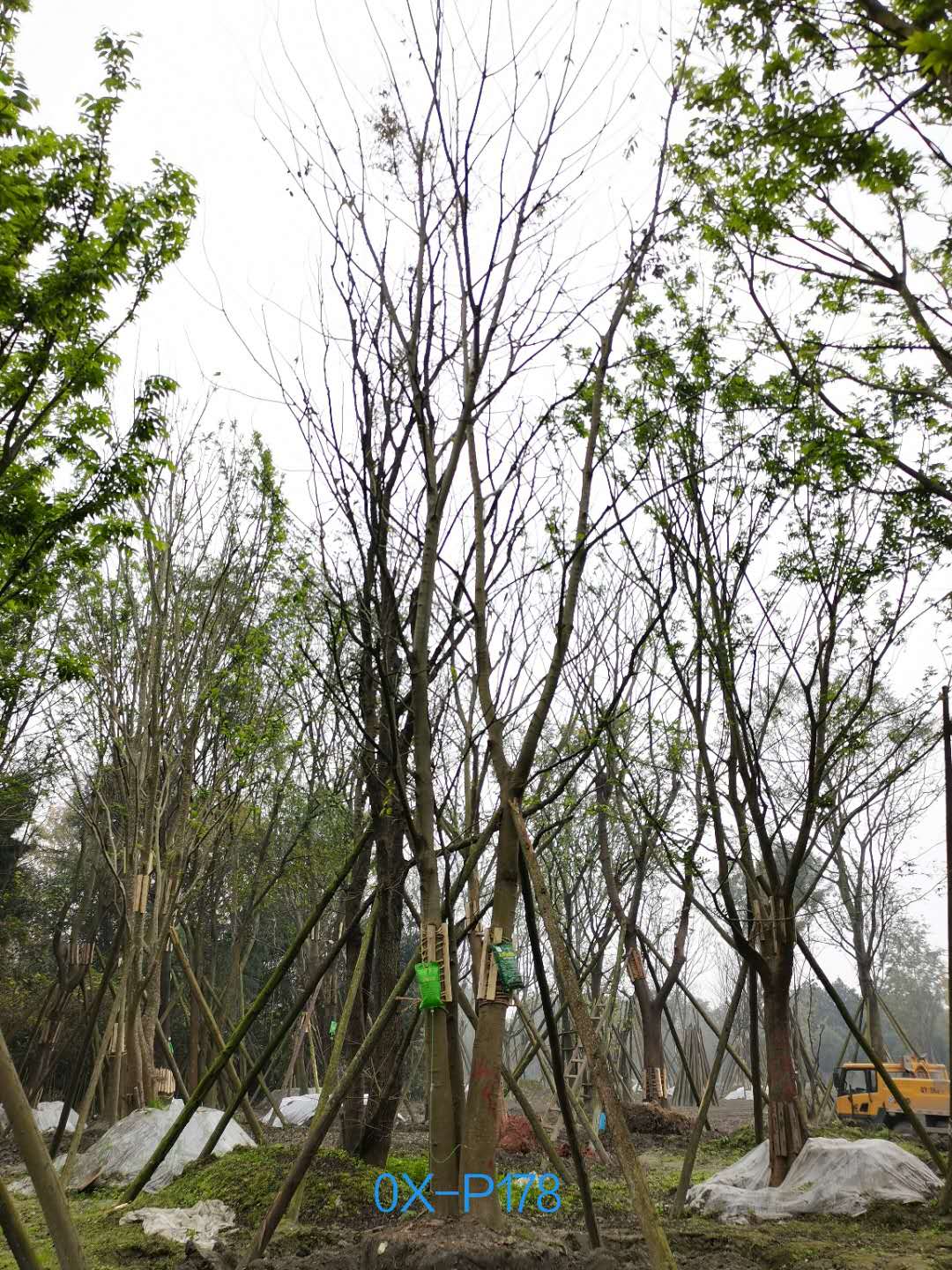 2020年四川省-成都市-郫都區43公分精品叢生樸樹價格如何？