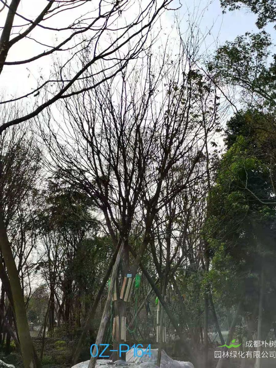 四川省-自貢市苗木基地直銷樹枝繁茂-價格實惠的23-26公分精品皂角樹