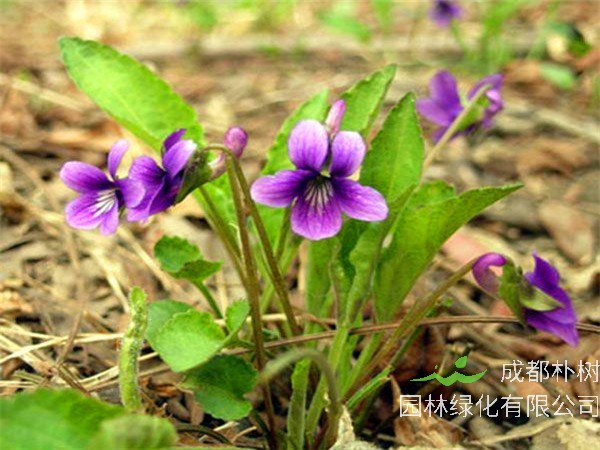 紫花地丁是什么？