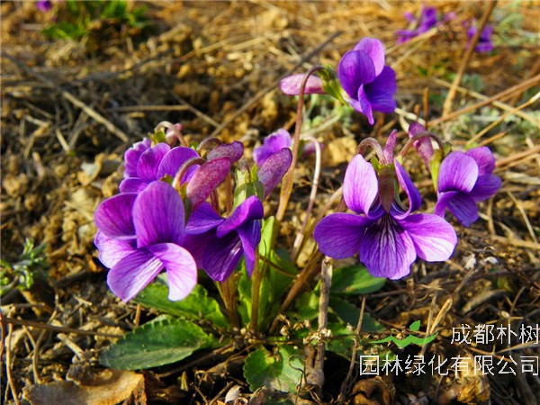 紫花地丁是什么？