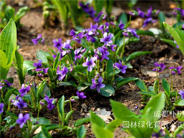 紫花地丁與地丁的區別是什么？紫花地丁生長在哪里？