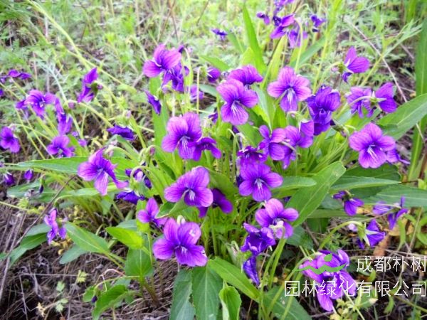 紫花地丁與地丁的區別是什么？紫花地丁生長在哪里？
