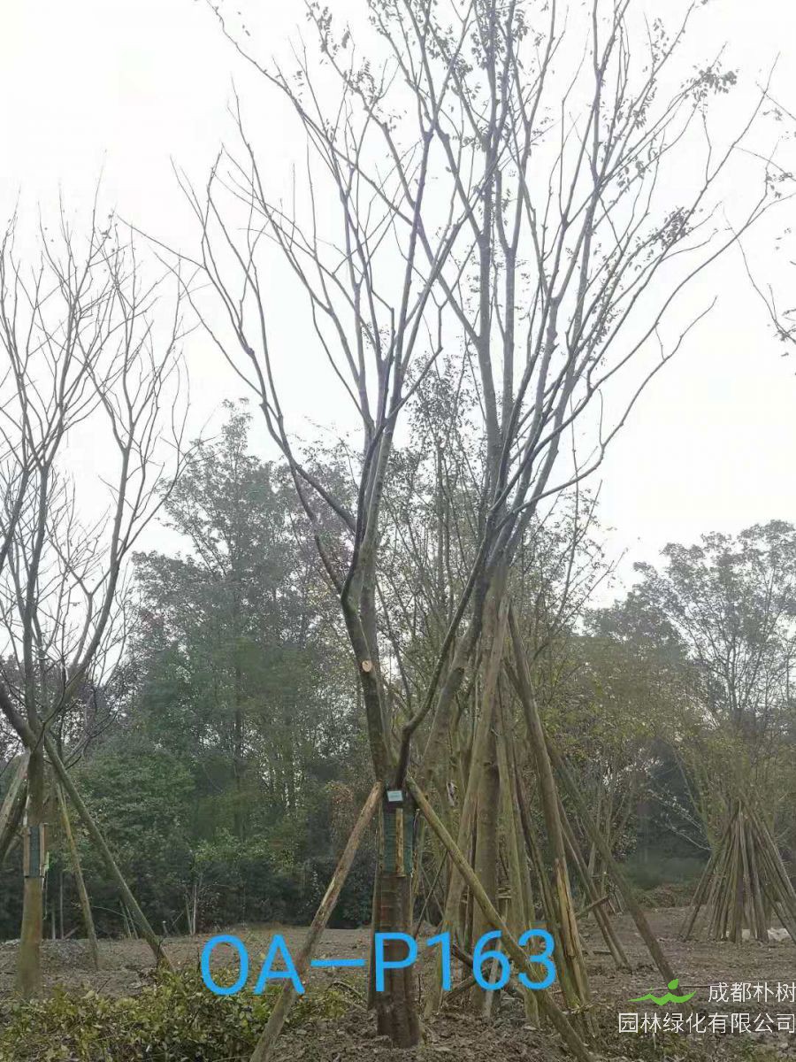 成都市-溫江區苗木基地直銷的21-22公分樹姿端莊的精品樸樹