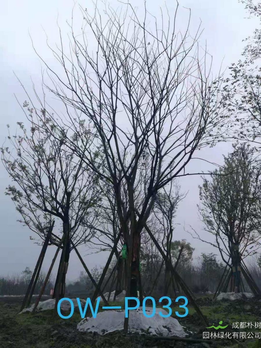 四川省-宜賓市苗木基地直銷29-30公分樹形優美-樹枝繁密的精品樸樹