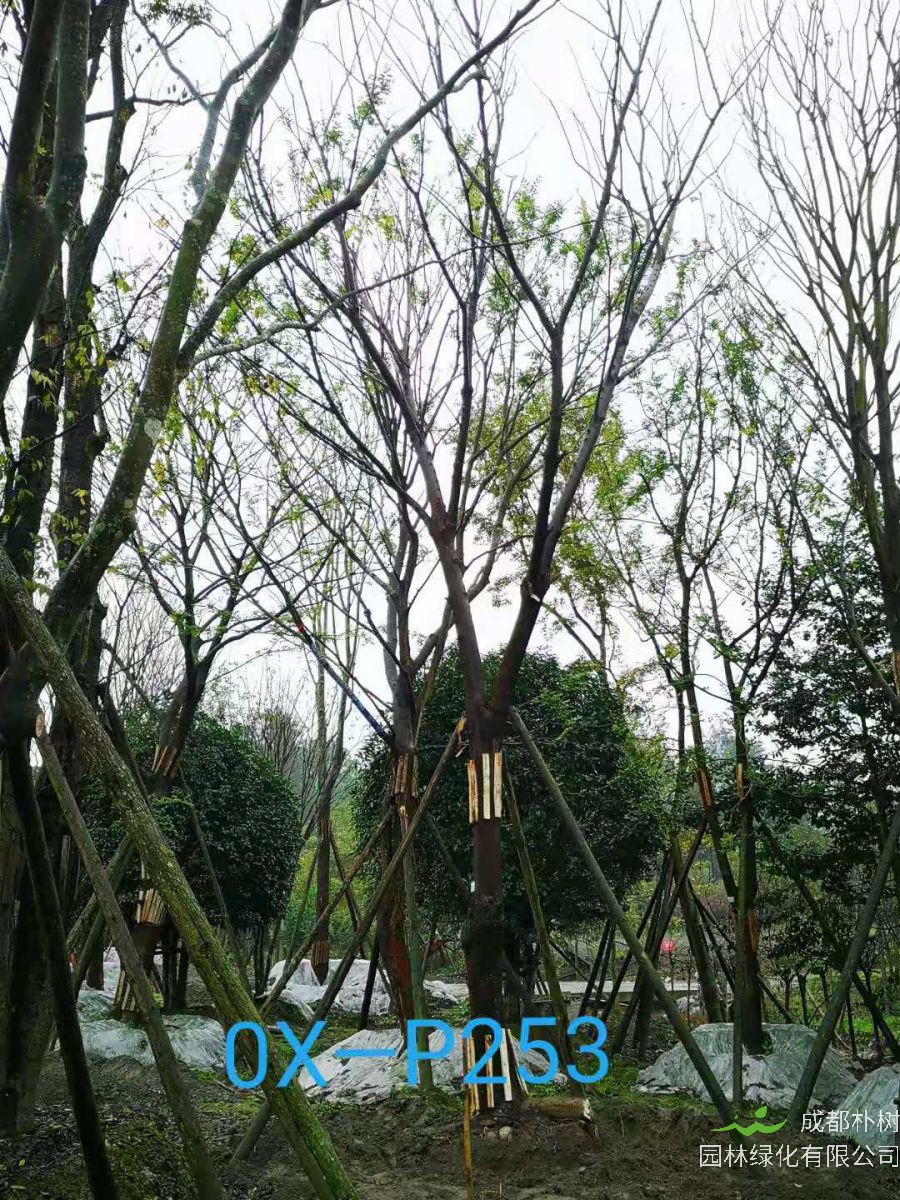 四川省-宜賓市苗木基地直銷29-30公分樹形優美-樹枝繁密的精品樸樹