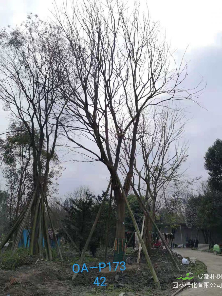 四川省-內江市苗木基地直銷37-39公分成活率高-品質上乘的精品樸樹
