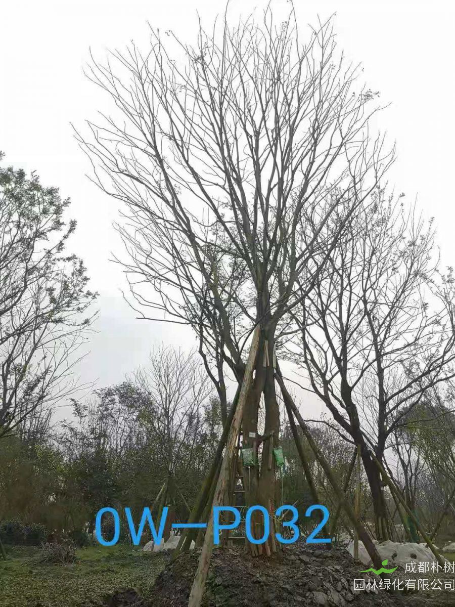 四川省-江油市苗木基地直銷42-43公分品質上乘-成活率高的精品樸樹