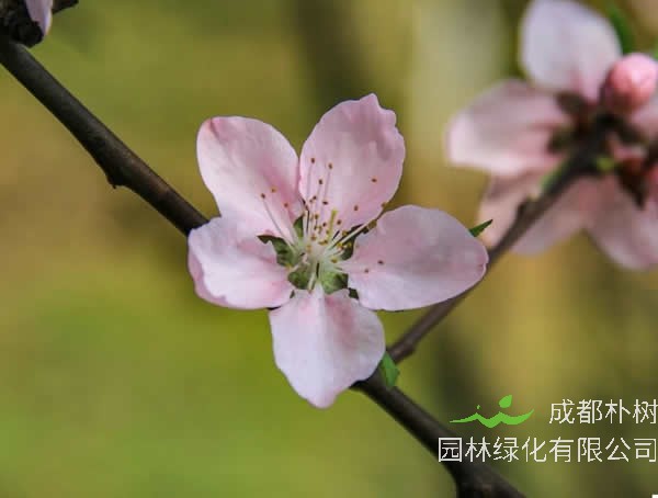 大山櫻是什么櫻花？有哪些特點？