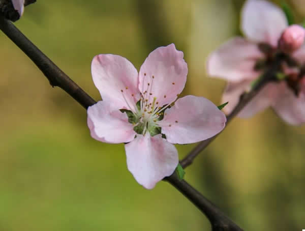 大山櫻是什么櫻花？有哪些特點？