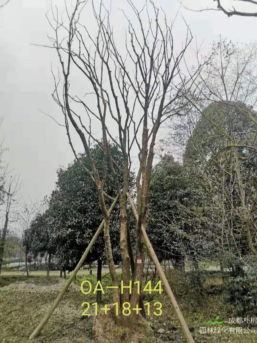 四川省-崇州市苗木基地直銷52-53公分樹姿端莊的精品叢生黃連木