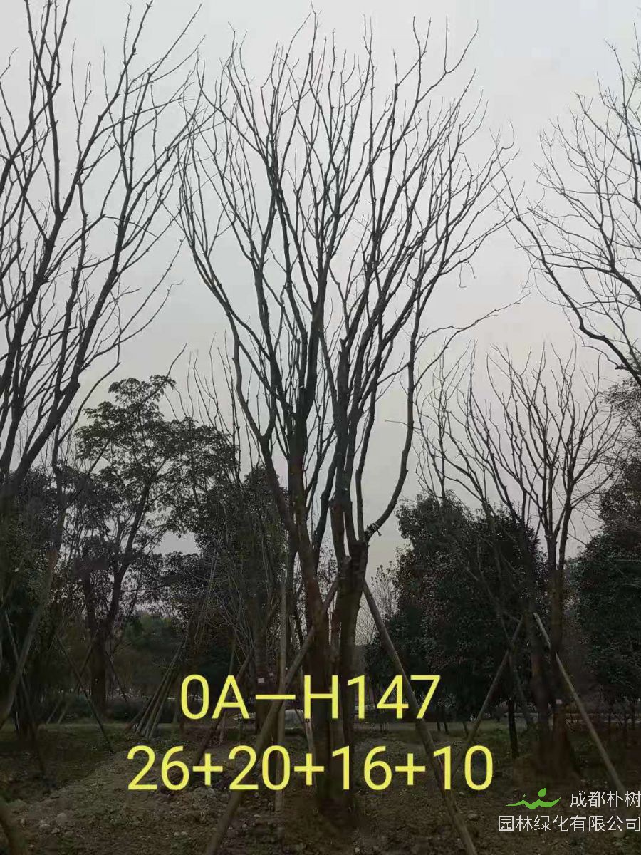 四川省-南充市苗木基地直銷72-74公分樹形優美-樹姿端莊的精品叢生黃連木