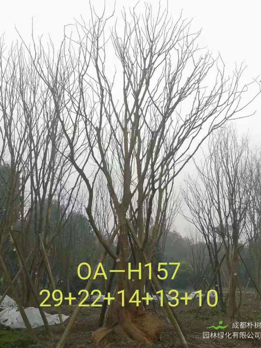 四川省-攀枝花市苗木基地直銷82-88公生長旺盛-姿態優美的精品叢生黃連木