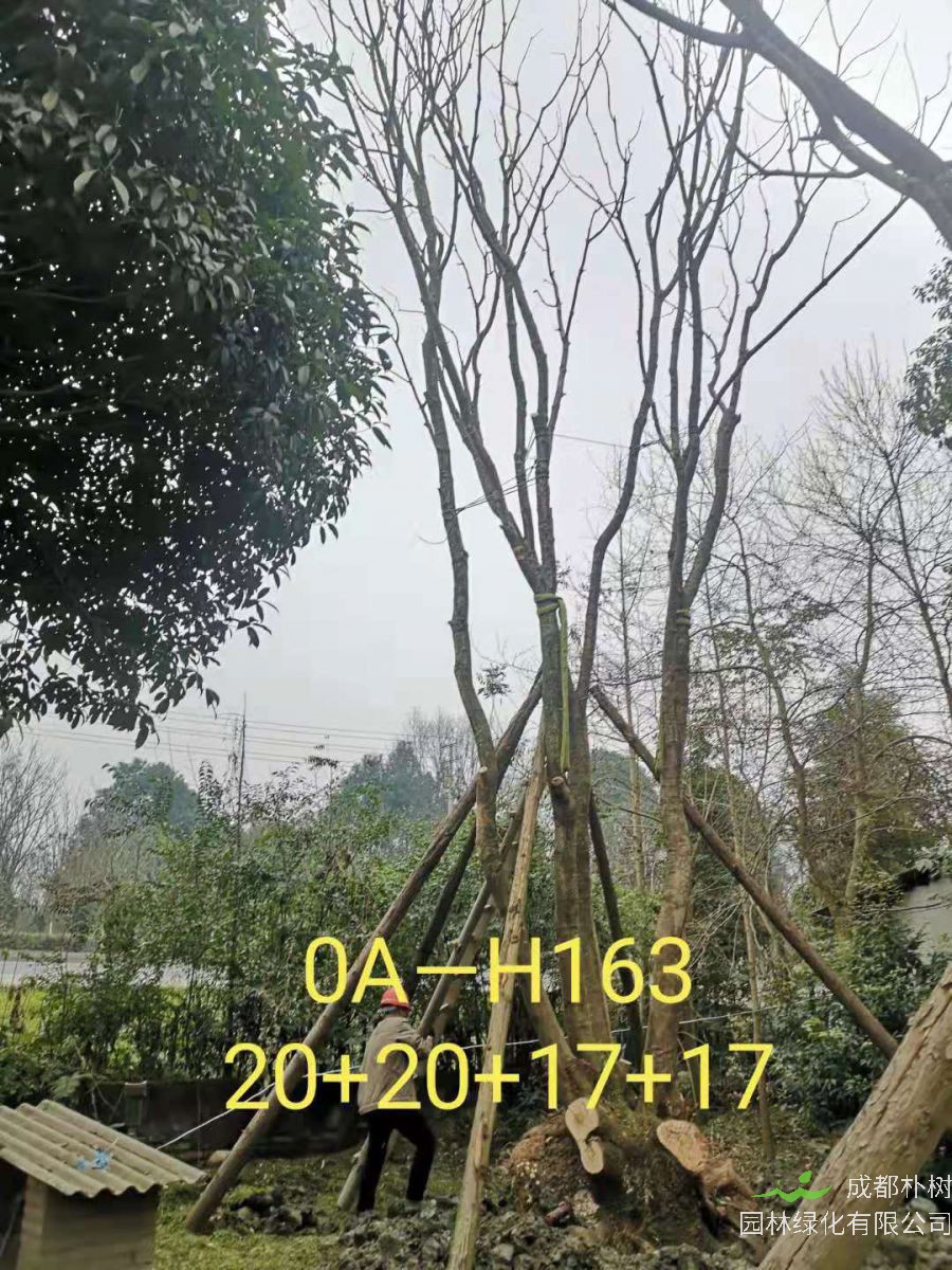 四川省-南充市苗木基地直銷72-74公分樹形優美-樹姿端莊的精品叢生黃連木