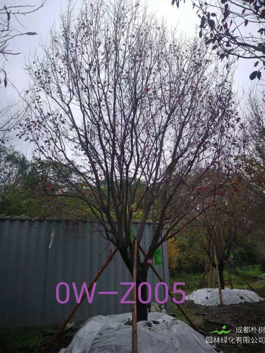 四川省-攀枝花市苗木基地直銷D26公分生長旺盛-姿態優美-品質上乘的精品紫葉李