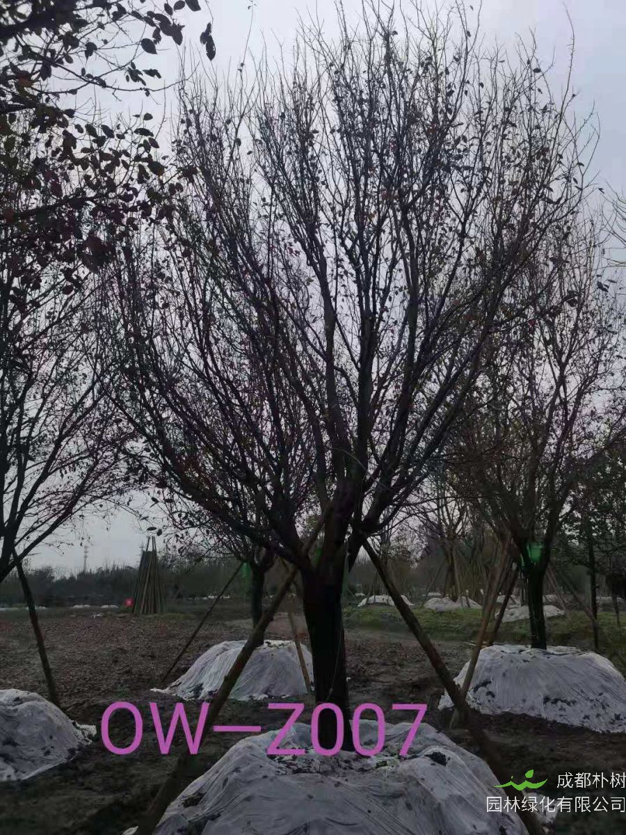 四川省-綿陽市苗木基地直銷D24公分枝葉繁密-生長旺盛-品質上乘的精品紫葉李