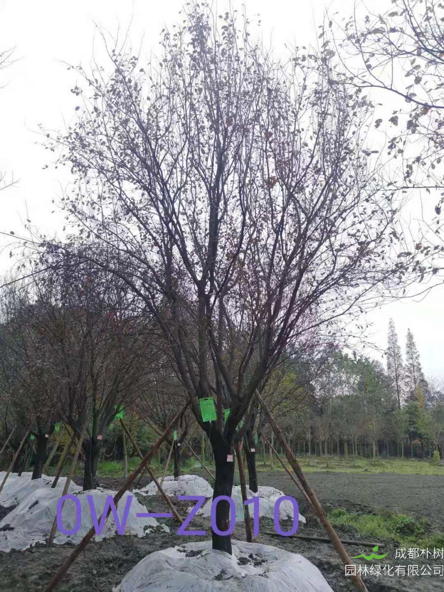成都市-郫都區苗木基地直銷D22公分樹姿端莊-樹姿優美-姿態優美的精品紫葉李