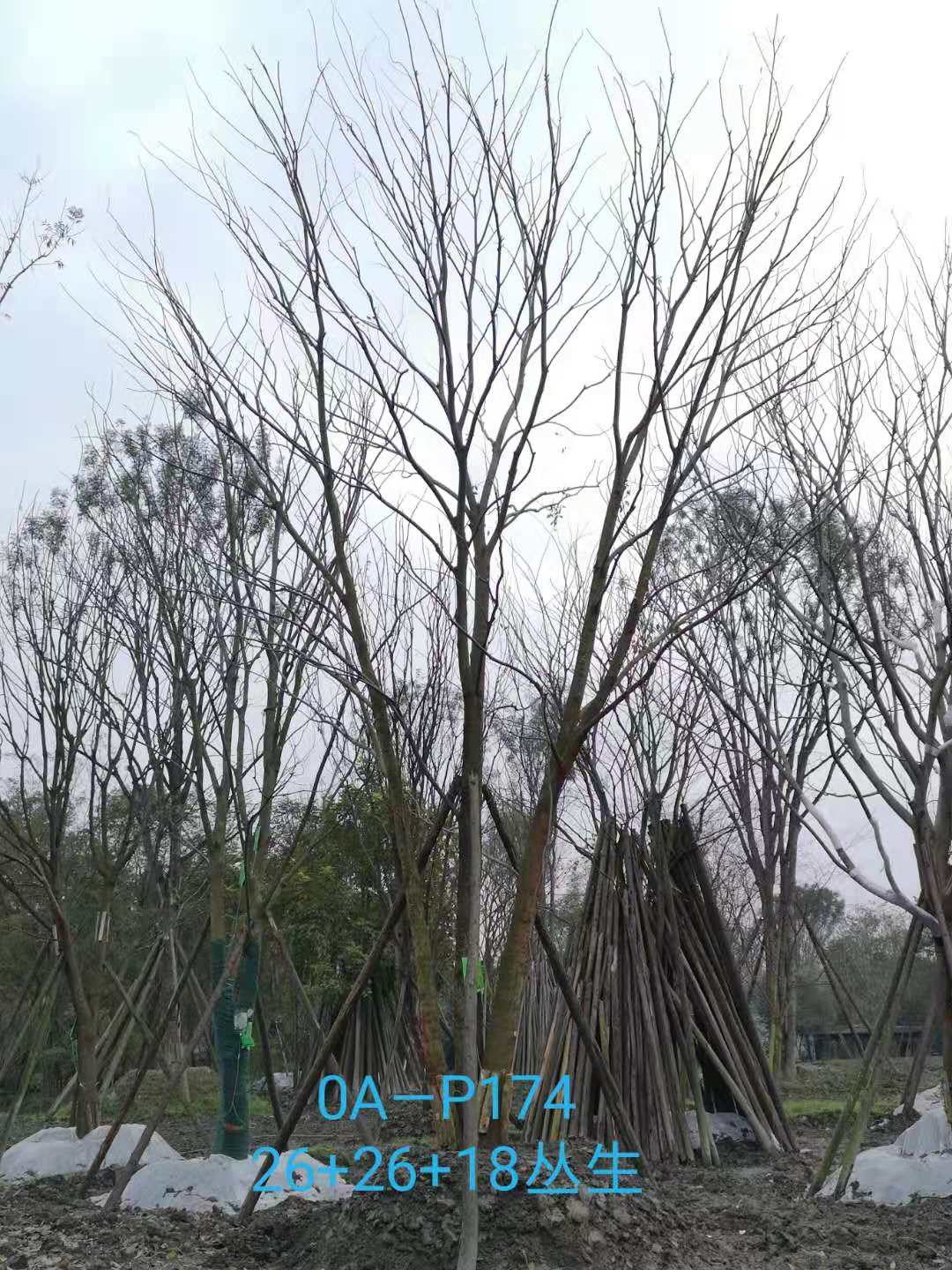 四川省-遂寧市67-74公分精品叢生樸樹價格詳情-價格趨勢怎么樣？