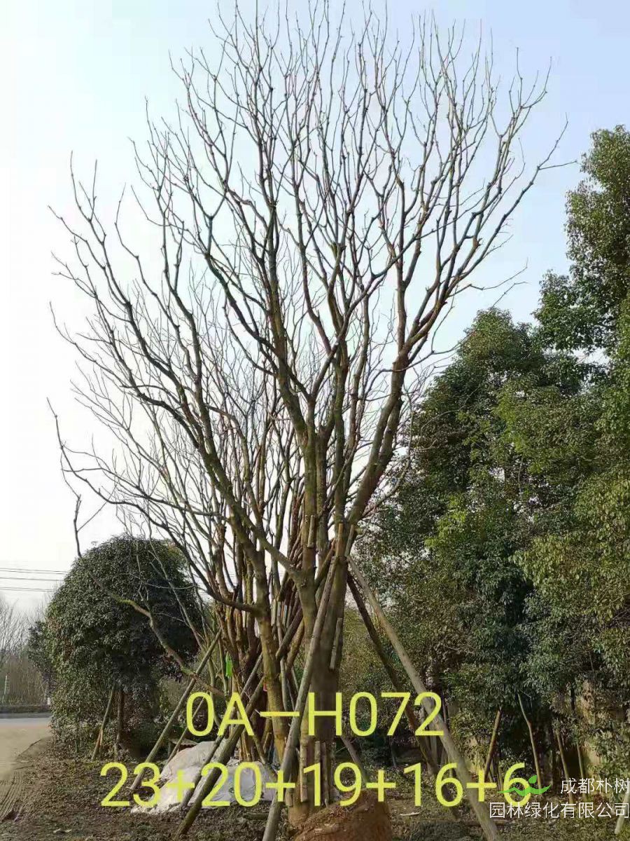 四川省2021年79-88公分叢生黃連木-價格如何？
