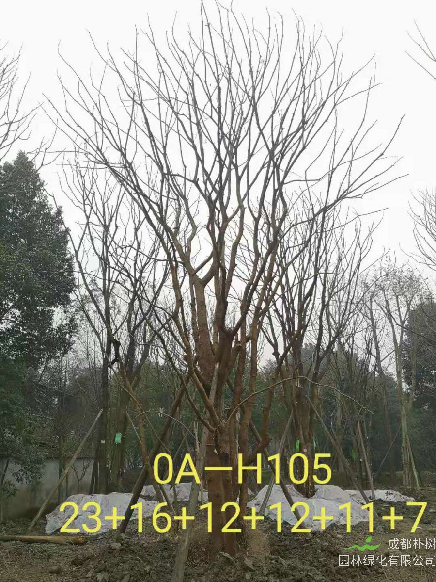 四川省2021年79-88公分叢生黃連木-價格如何？