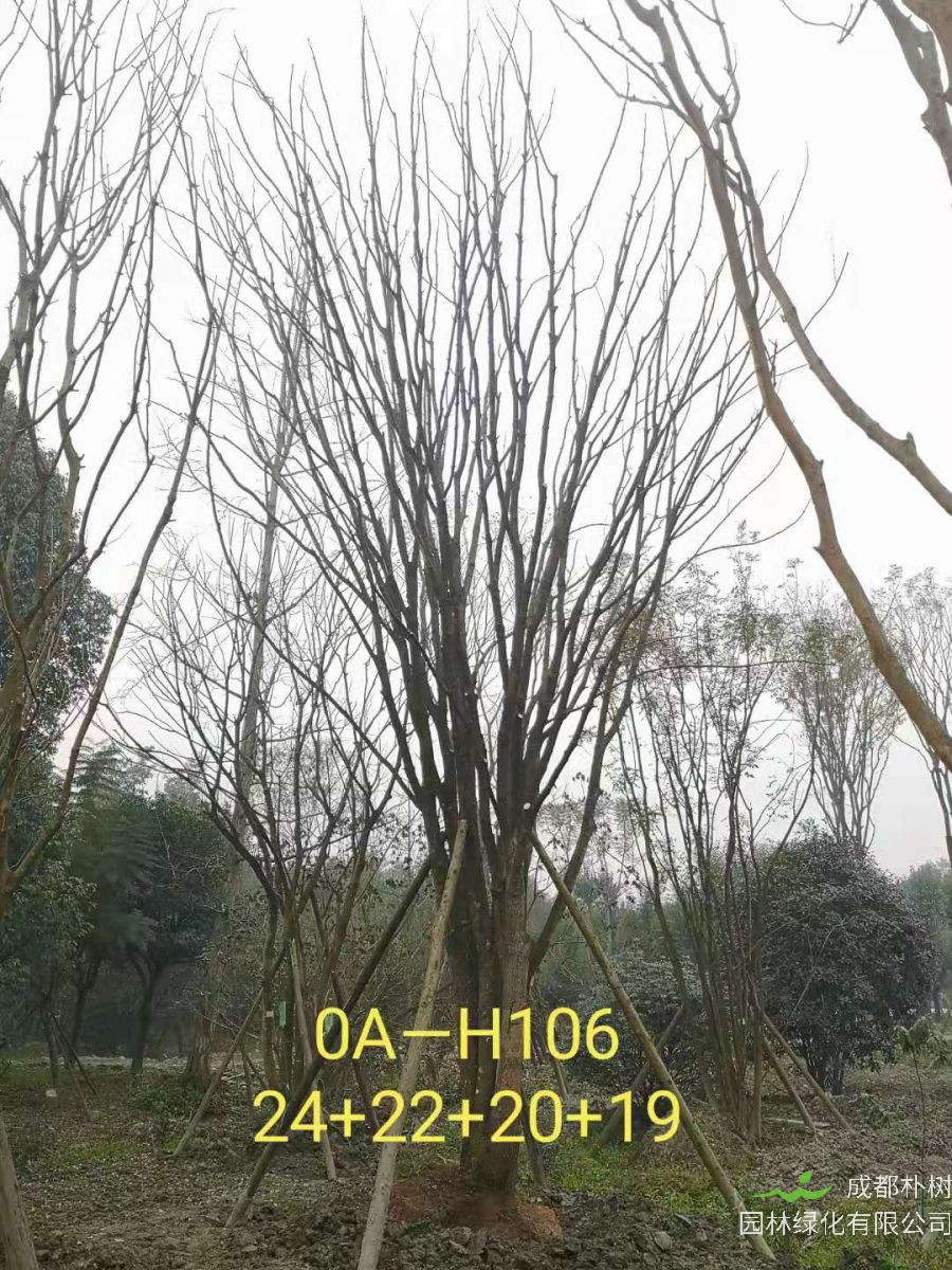 四川省2021年79-88公分叢生黃連木-價格如何？