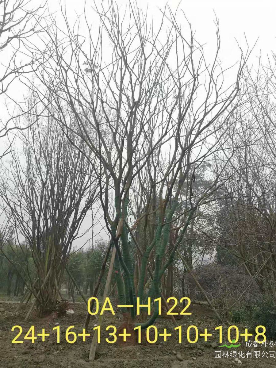 四川省2021年79-88公分叢生黃連木-價格如何？