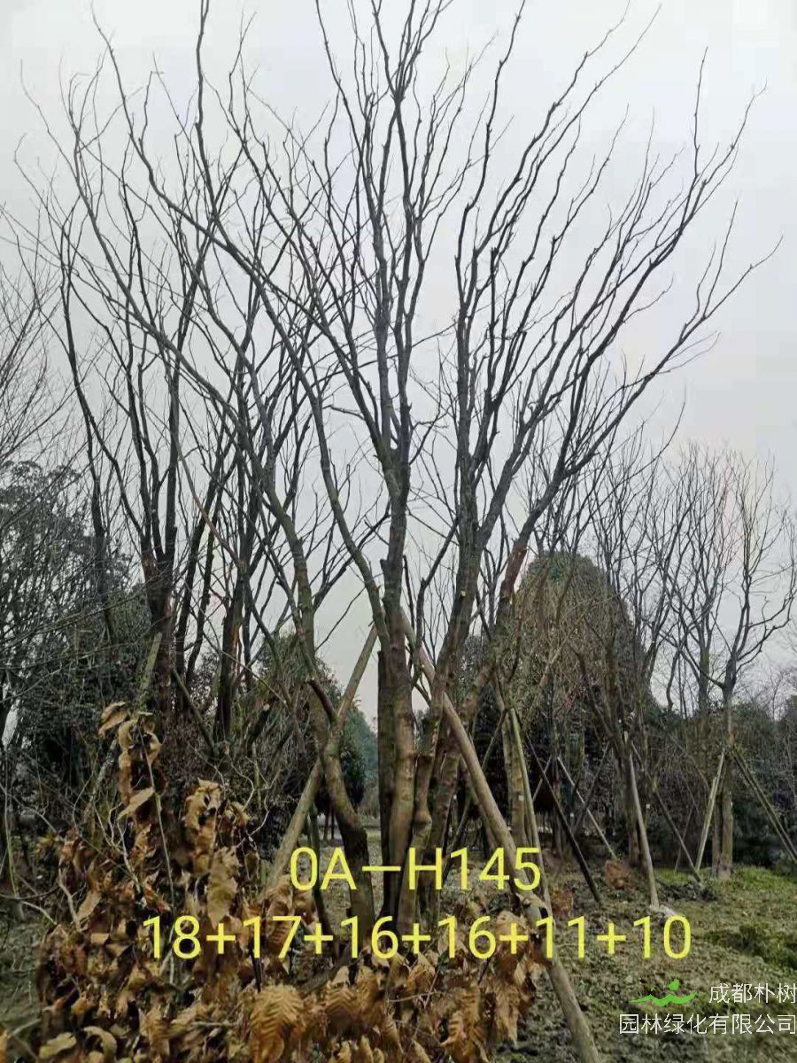 四川省2021年79-88公分叢生黃連木-價格如何？