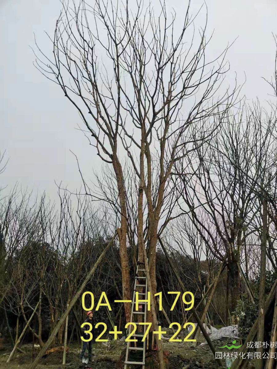 四川省2021年79-88公分叢生黃連木-價格如何？