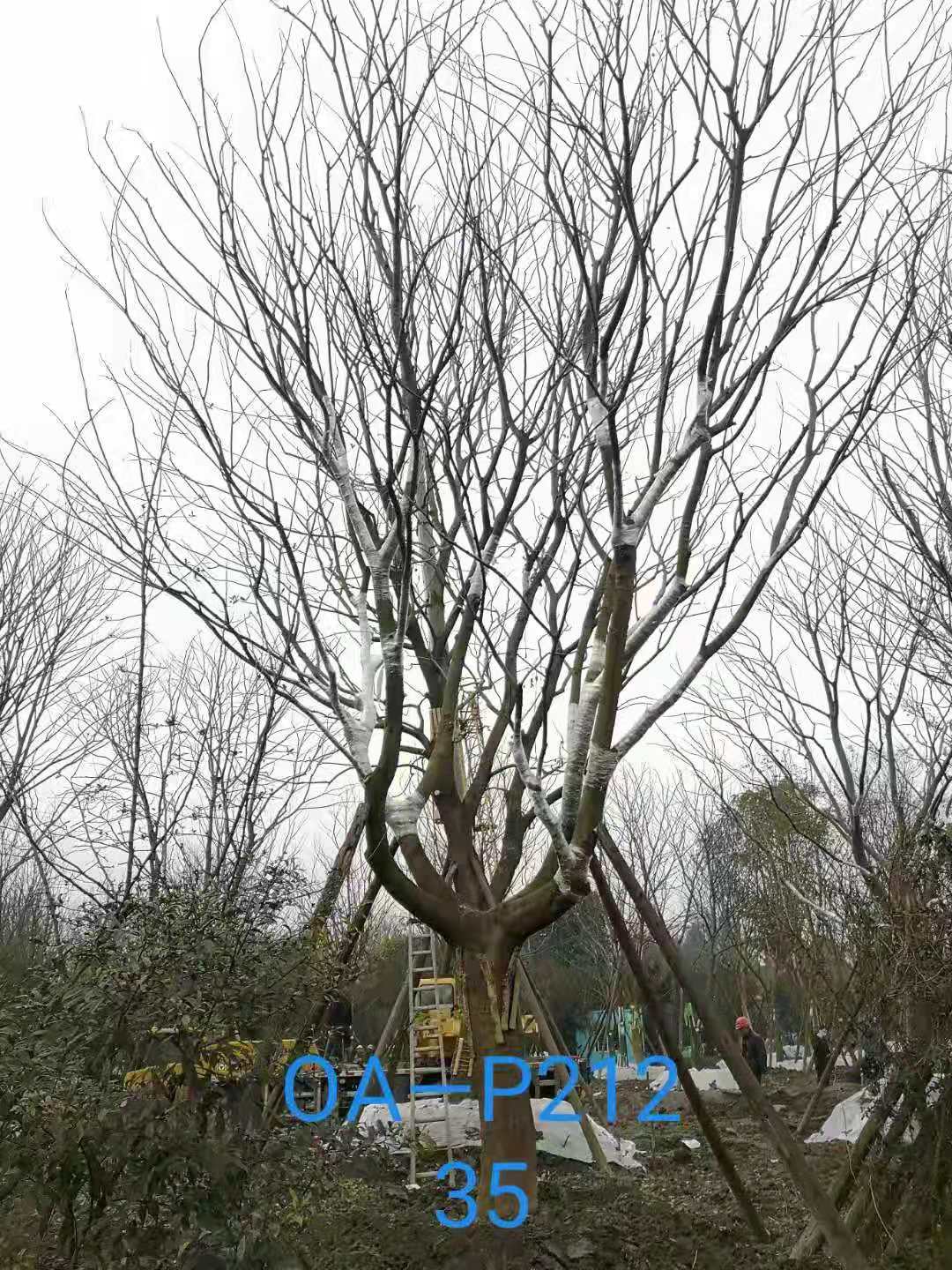 四川省2021年31-36公分精品樸樹價格怎么樣？