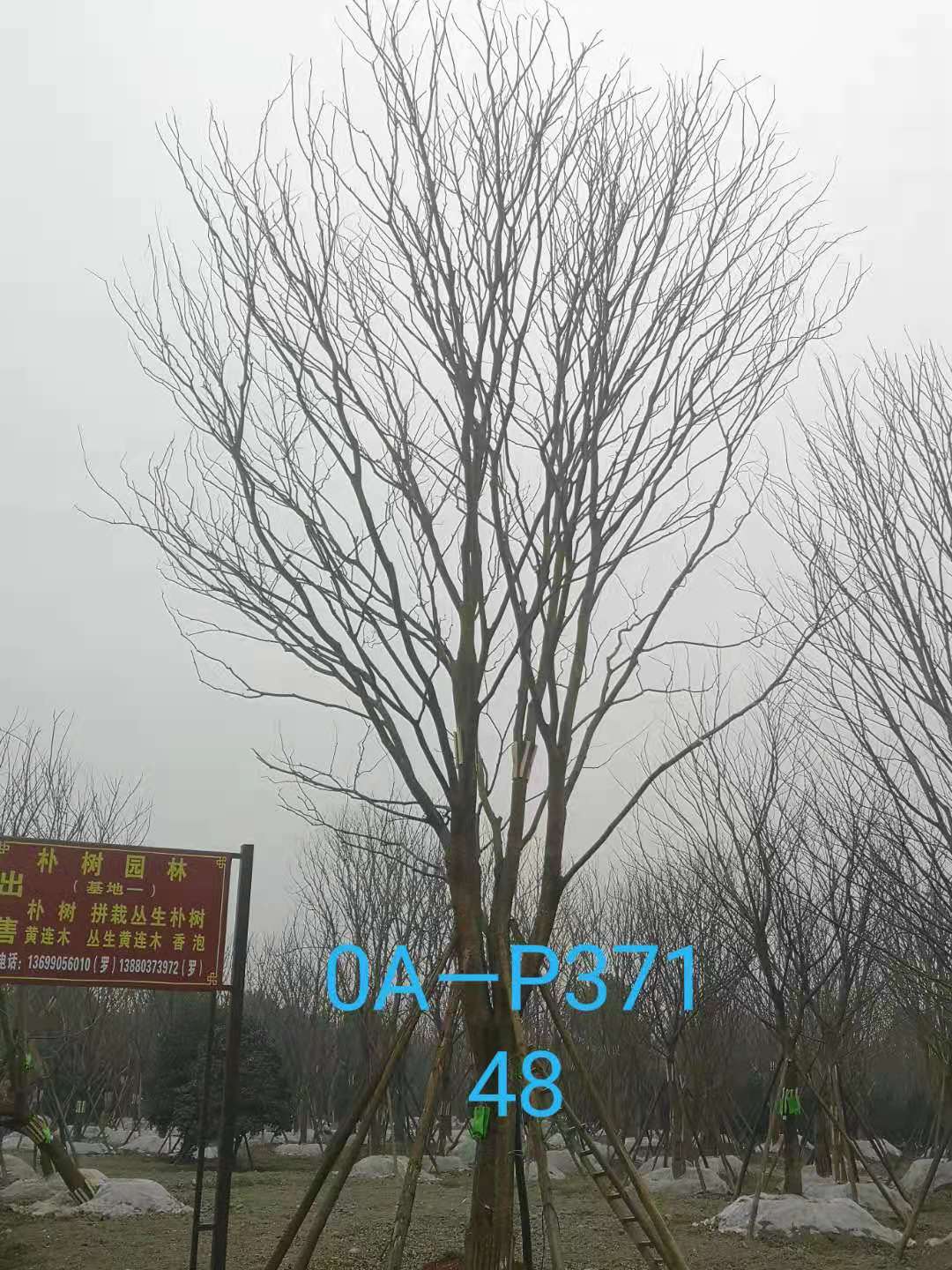 四川省苗木基地直銷的43-48公分樸樹-2021年最新價格