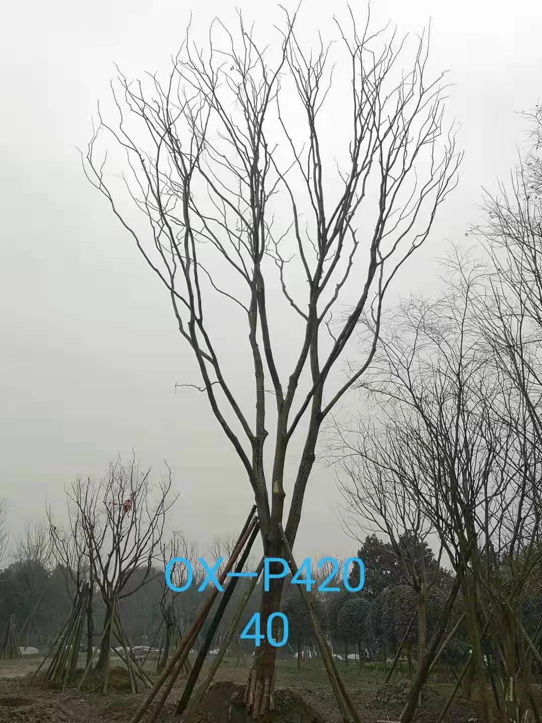 四川省-自貢市苗木基地直銷的31-40公分精品樸樹-價格怎么樣？