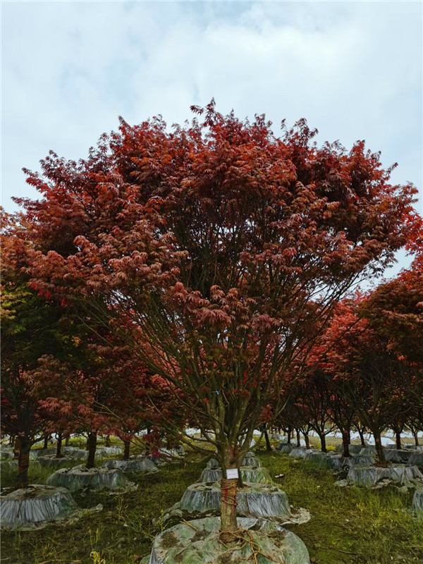 四川省-成都市-成都樸樹園林苗木基地2021年12-15公分紅楓-價格怎么樣？