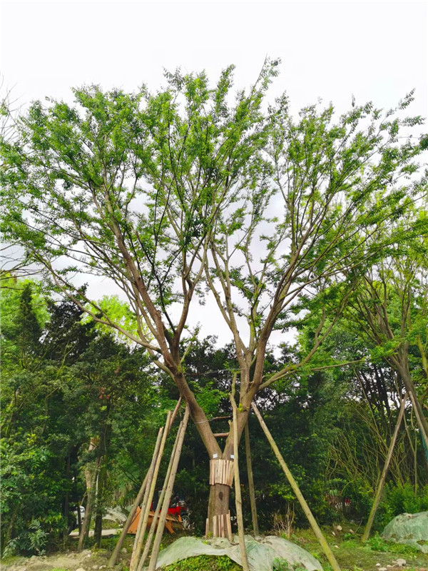 四川省-成都市-成都樸樹園林苗木基地直銷的47-56公分精品樸樹價格怎么樣？