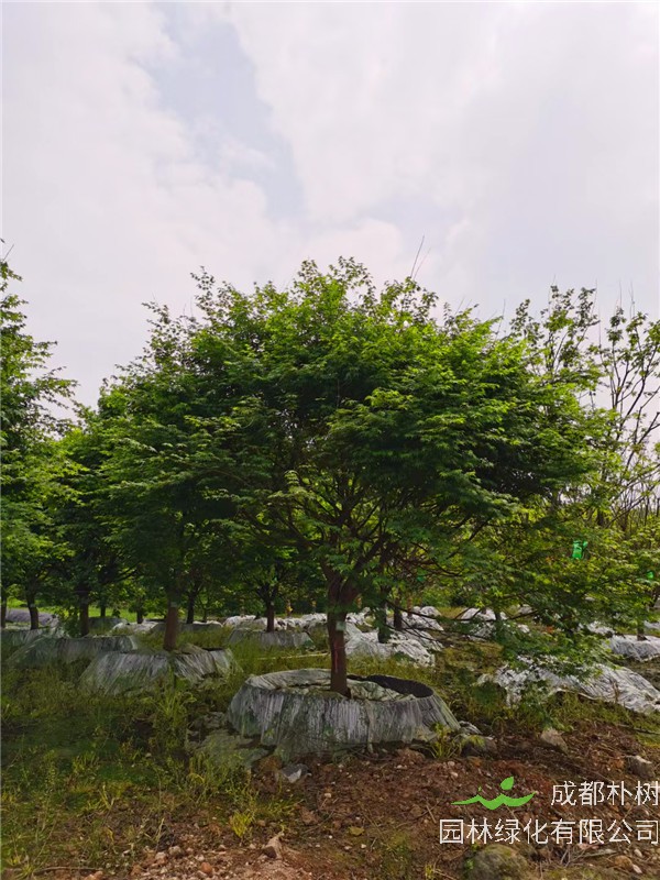 四川省-成都市-成都苗木基地直銷的10-15公分雞爪槭-價格多少？