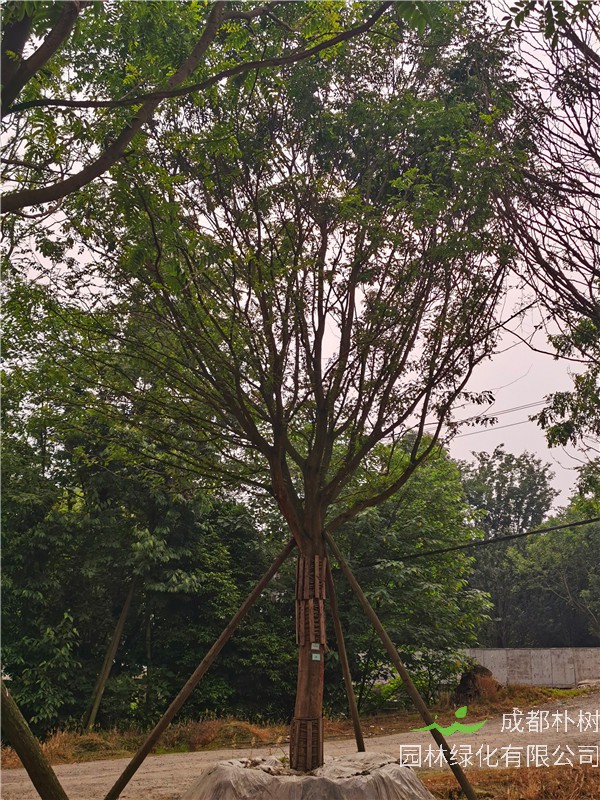 2021年四川省21-28公分皂角樹多少錢？綠化效益怎么樣？