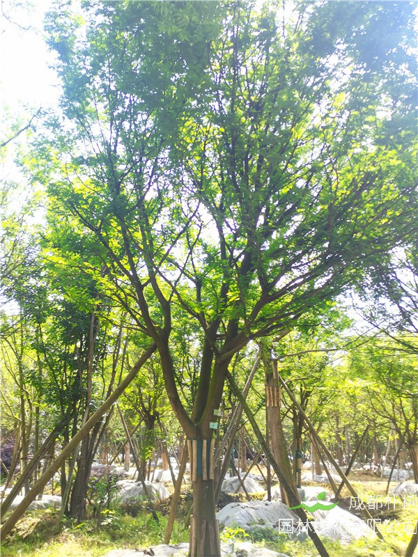 2021年四川省21-28公分皂角樹多少錢？綠化效益怎么樣？