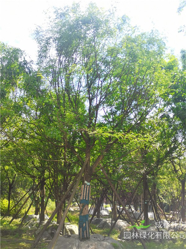 2021年四川省21-28公分皂角樹多少錢？綠化效益怎么樣？