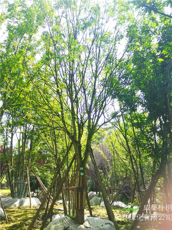 2021年四川省21-28公分皂角樹多少錢？綠化效益怎么樣？