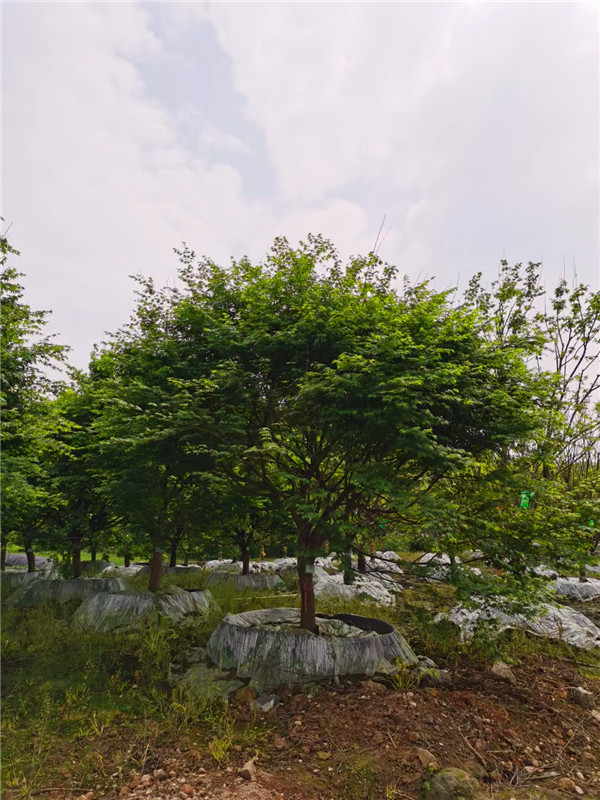 四川省-成都市-成都苗木基地直銷的10-15公分雞爪槭-價格多少？