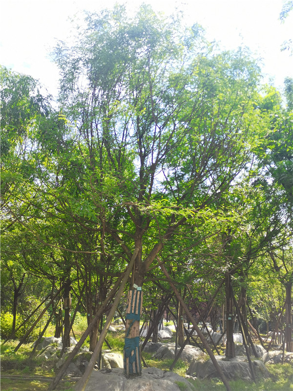 2021年四川省21-28公分皂角樹多少錢？綠化效益怎么樣？