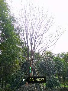 四川省-德陽市苗木基地供應37-46公分樹枝繁茂-樹姿優美的精品黃連木