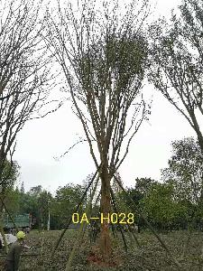 成都市-雙流區苗木基地直銷31-38公分-樹形優美-品質上乘的精品黃連木
