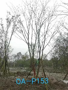 成都市-溫江區苗木基地直銷的21-22公分樹姿端莊的精品樸樹