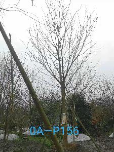 四川省-攀枝花市苗木基地直銷25-26公分樹枝繁密的精品樸樹