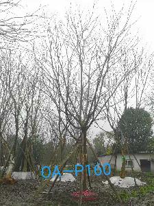 四川省-綿竹市苗木基地直銷31-32公分品質上乘-價格實惠的精品樸樹