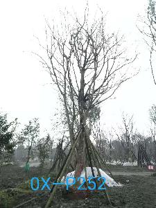 四川省-德陽市苗木基地直銷33-34公分樹形優美-樹枝繁茂的精品樸樹