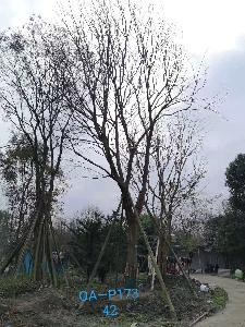 四川省-江油市苗木基地直銷42-43公分品質上乘-成活率高的精品樸樹